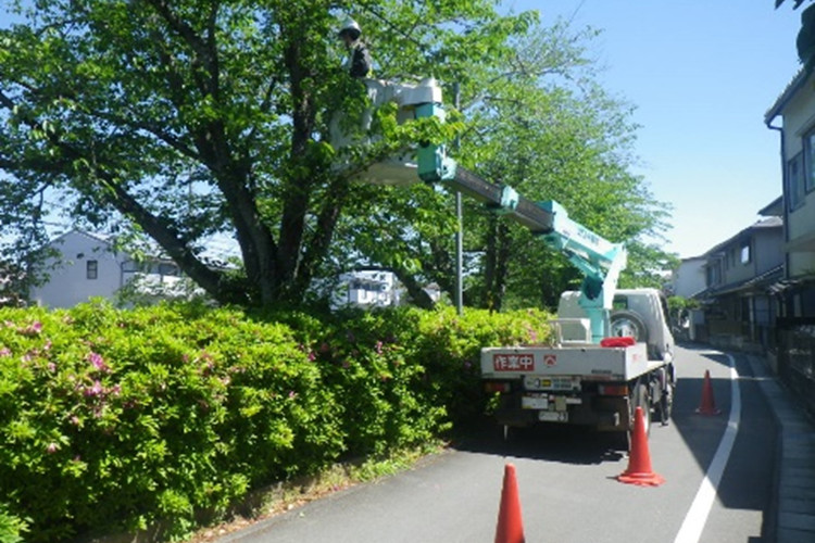 桜支障枝、枯枝等剪定の写真