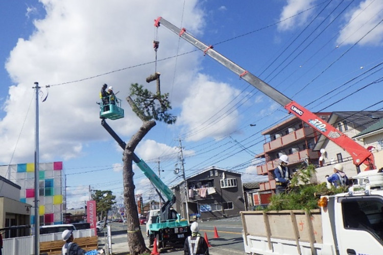 松並木伐採作業状況の写真