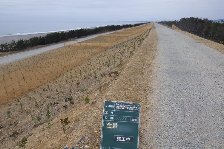 苗木植栽状況の写真