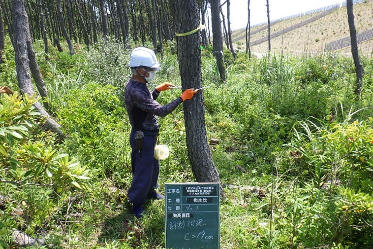 胸高直径測定の写真