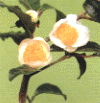 fuji1.GIF (8805 oCg)